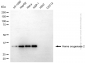 KD-Validated Anti-Heme Oxygenase 2 Mouse Monoclonal Antibody